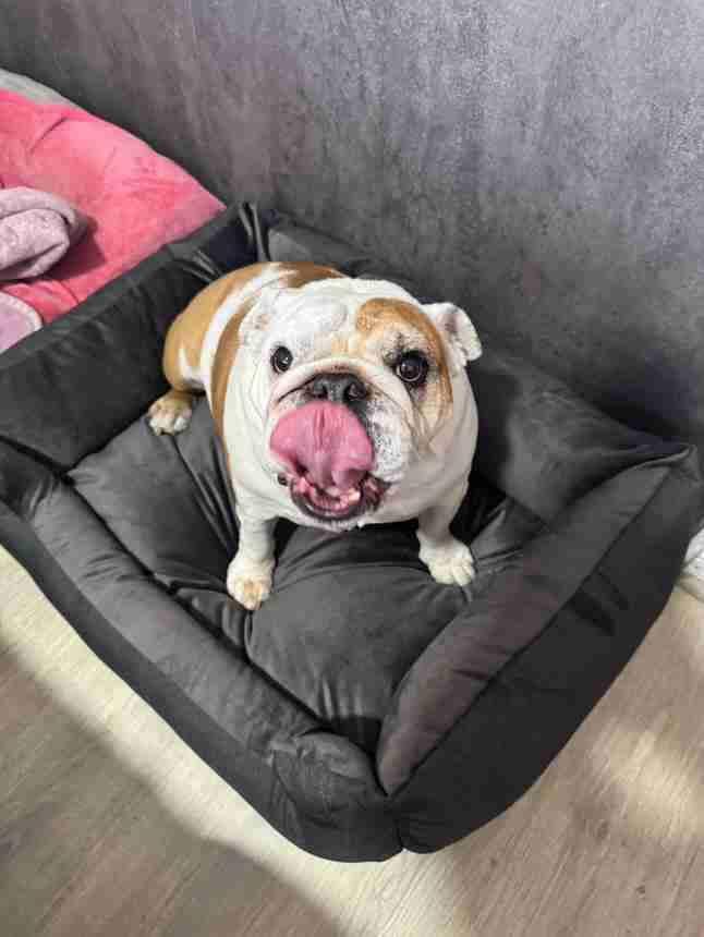Cama para mascotas - 2