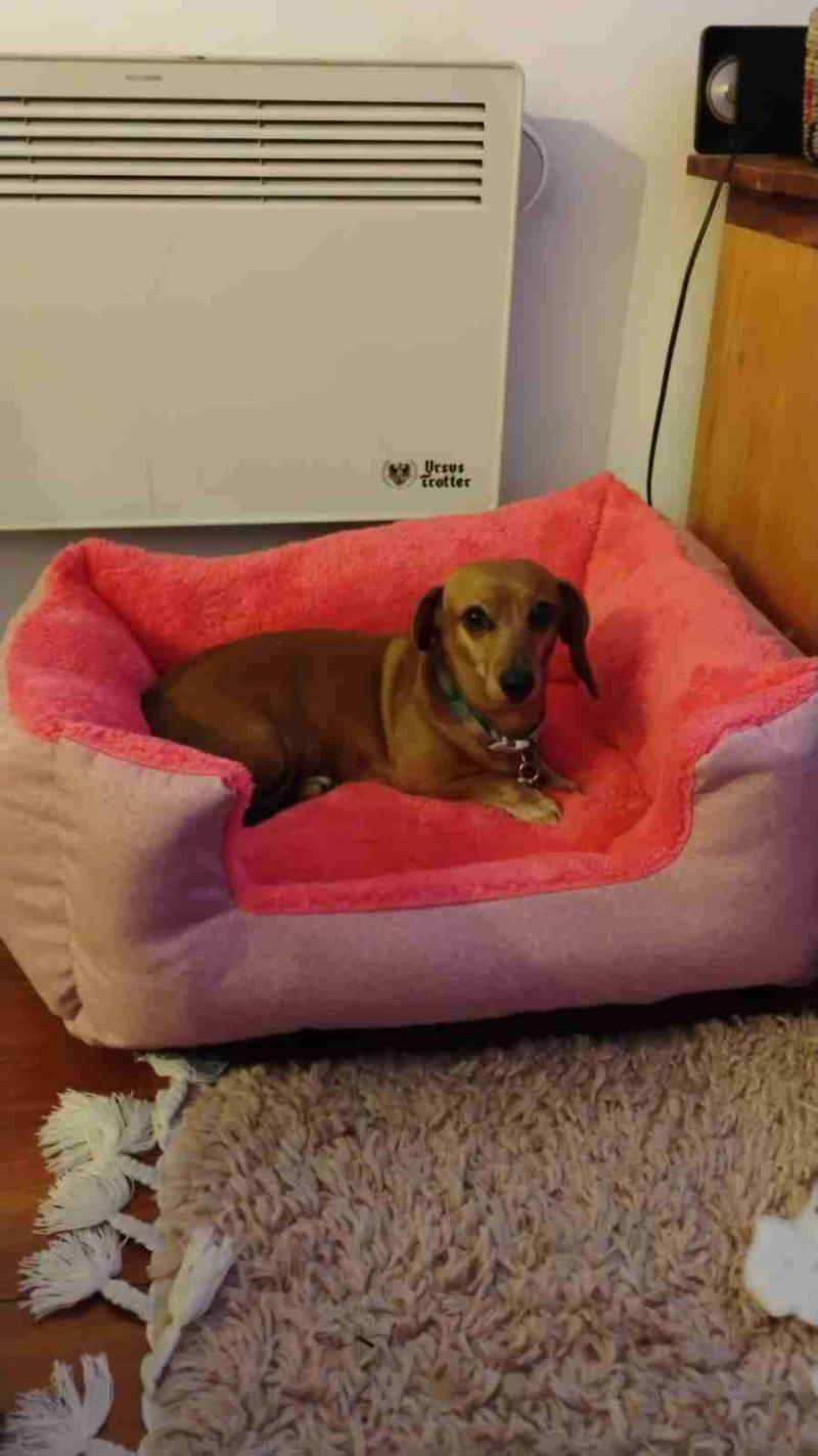 Cama para mascotas - 3